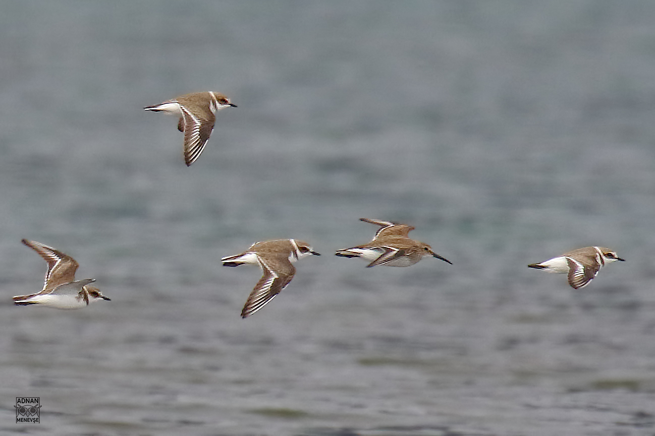 Kentish Plover